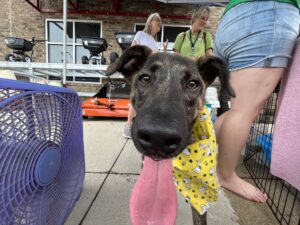 photo of dog with tongue sticking out