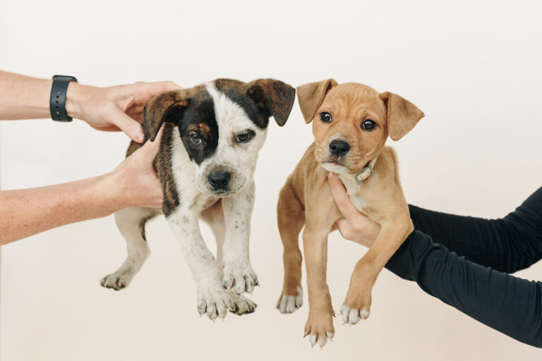 2 puppies being held